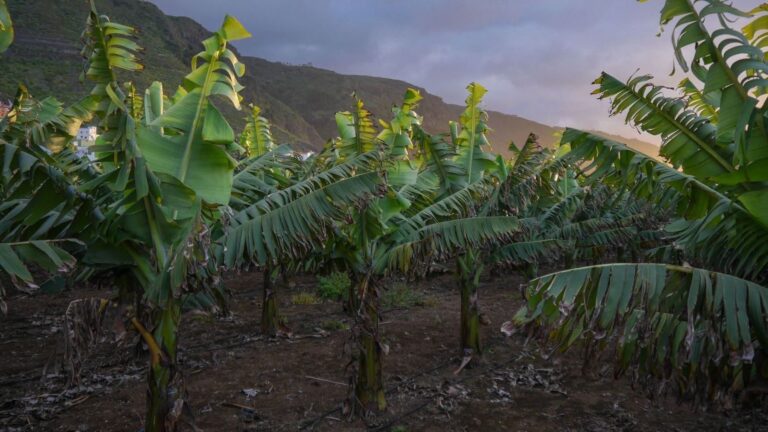 La agricultura canaria se reinventa frente al cambio climático con cultivos sostenibles y gestión eficiente del agua