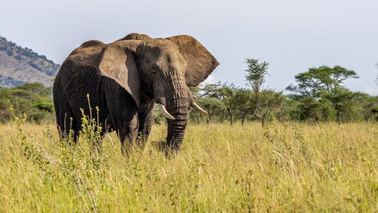 La muerte de elefantes en Amboseli da un giro