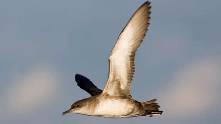 SEO BirdLife reclama proteger el mar con ciencia y gestión eficaz
