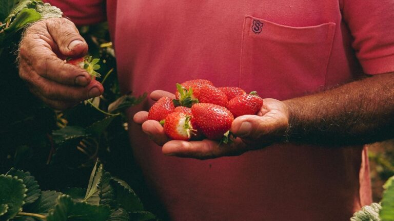 La agricultura ecológica pide una PAC con financiación propia para impulsar un modelo más sostenible