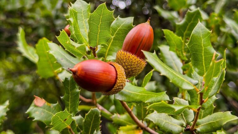 La última selva de Europa se reinventa