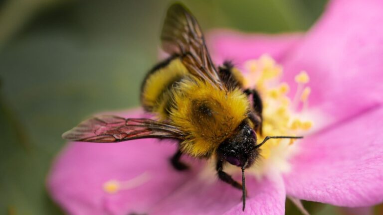 Las abejas silvestres de Doñana