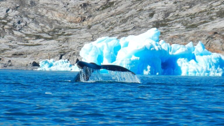 Miles de ballenas transforman el ecosistema de Groenlandia por el calentamiento del océano