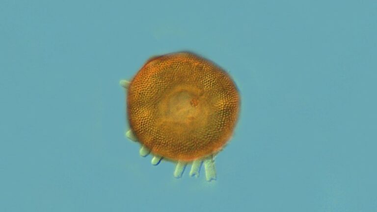 las glaciaciones también moldearon los microbios según un estudio liderado por el CSIC.