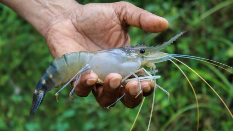 Los camarones conquistaron el mundo desde el océano Pacífico hace 125 millones de años