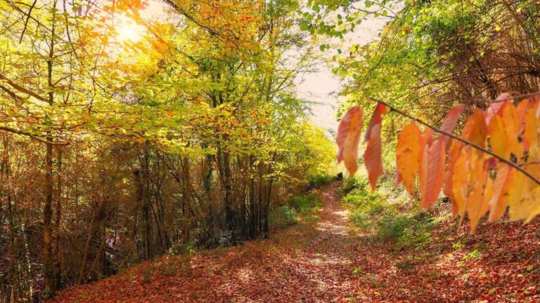 El cambio climático amenaza los hayedos de España