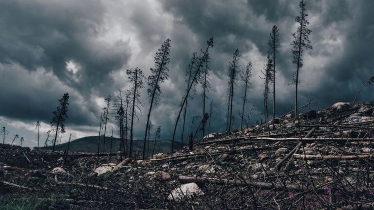 Los incendios forestales cuestan mucho más de lo que arde