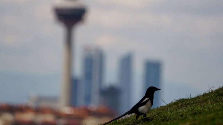 IA para detectar fauna en Madrid