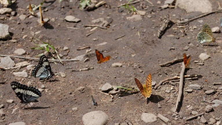 Las mariposas cambian de hábitat por el cambio climático.