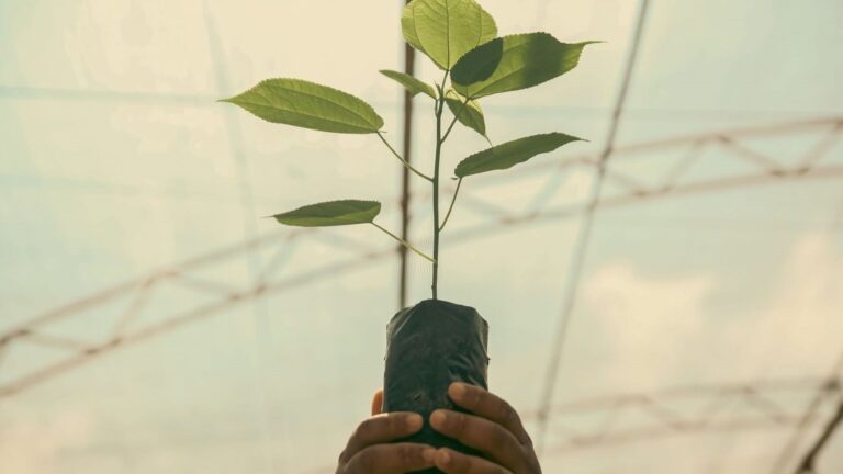 Etiopía planta 800 millones de árboles en un día durante la campaña Legado Verde