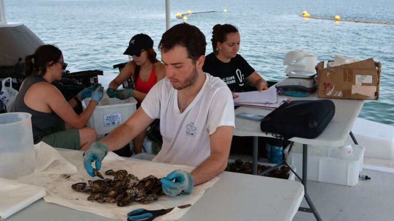 las ostras del Mar Menor superan el primer test del verano