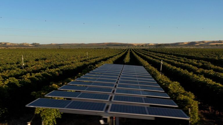 La energía solar protege los viñedos del calor extremo
