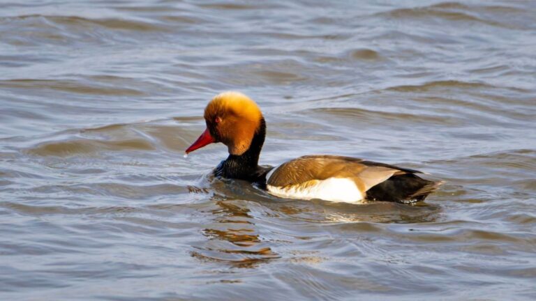 La recuperación de aves acuáticas en las Tablas de Daimiel