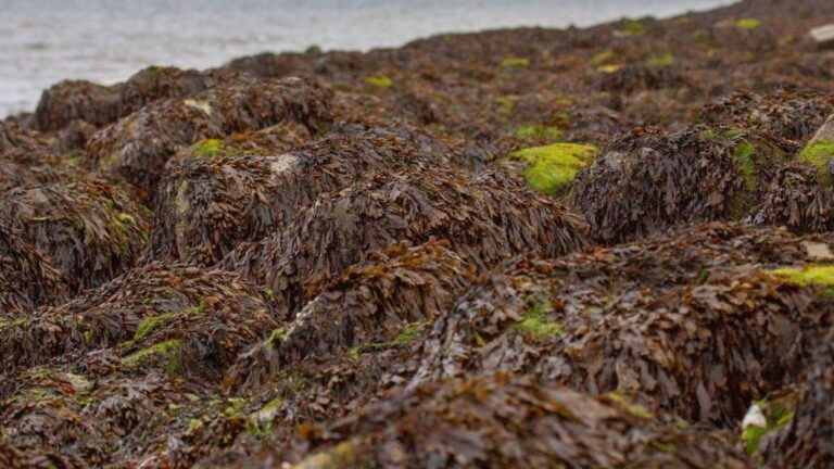 Las algas invasoras amenazan la posidonia del Mediterráneo