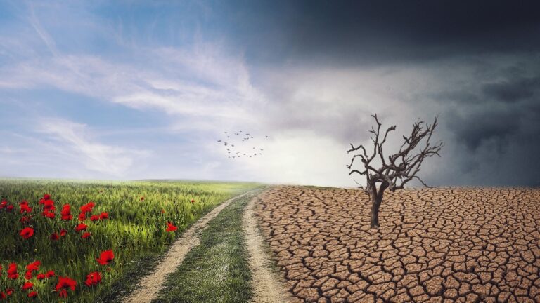 qué es el cambio climático y sus consecuencias representado por un paisaje dividido entre un bosque sano y otro afectado por la sequía y los incendios.