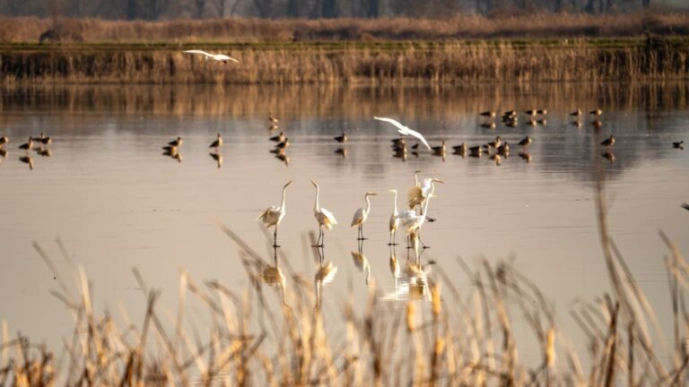 Los humedales valencianos baten récords de aves acuáticas