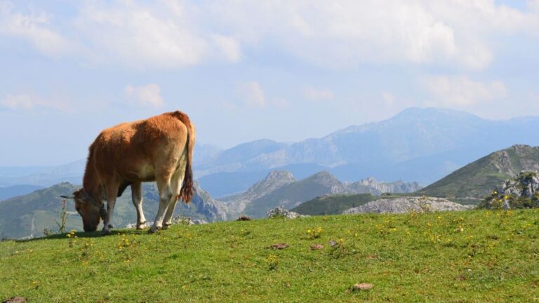 Asturias bate récord de ayudas a la producción ecológica