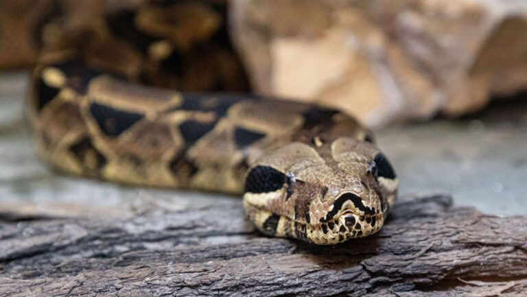 El drama oculto de las mascotas exóticas abandonadas en un zoológico de Sevilla