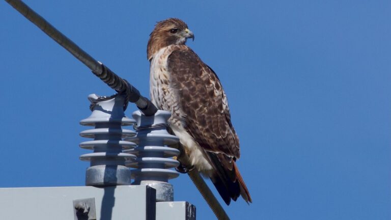 Castilla-La Mancha elimina trampas eléctricas para las aves mediante la adaptación de apoyos peligrosos