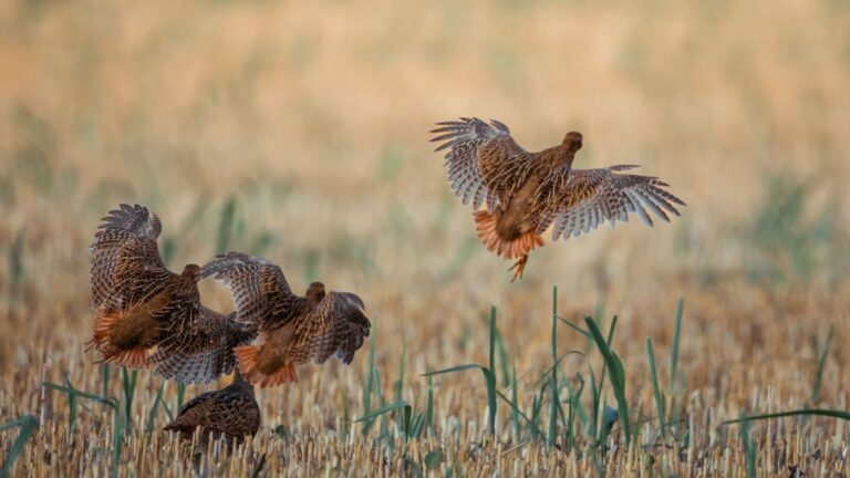 La PAC deja desprotegidas a las aves esteparias en los principales enclaves de biodiversidad