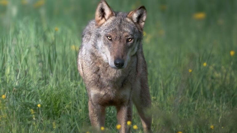 WWF planta cara a Asturias por la caza de 67 lobos
