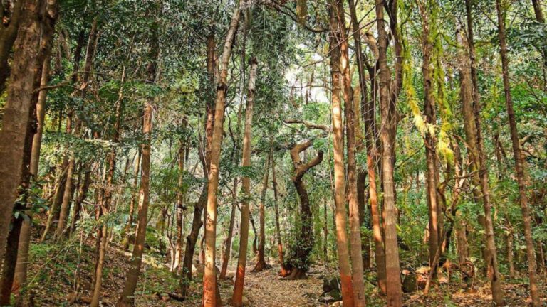 Bosque sagrado de los Ghats Occidentales de India donde un estudio científico demuestra una mayor regeneración natural del ecosistema.