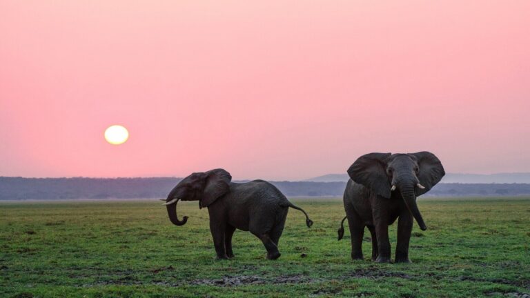 Elefante africano en su hábitat natural durante una jornada de conservación