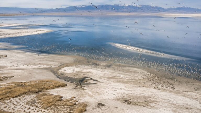 Aves migratorias en el Gran Lago Salado de Utah con amplias zonas de lecho expuestas por el bajo nivel del agua