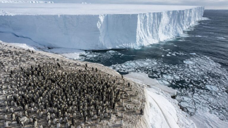 Colonia de pingüinos emperador junto a un enorme iceberg encallado en la Antártida