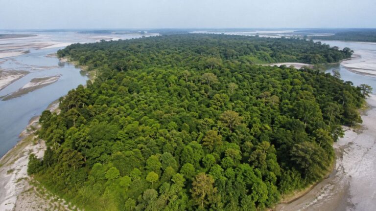 Bosque de Molai creado por Jadav Payeng junto al río Brahmaputra en Assam, India