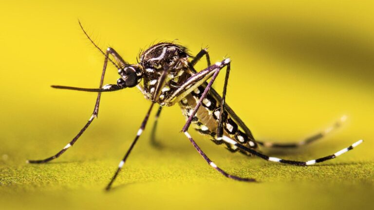 Mosquito posado sobre vegetación durante un verano marcado por la sequía y la falta de agua