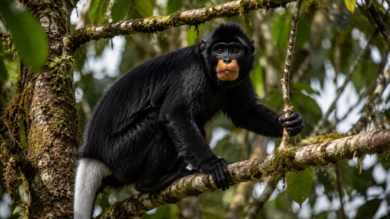Ejemplar de likweli (Colobus congoensis), el nuevo mono de labios naranjas descubierto en la selva de la República Democrática del Congo.