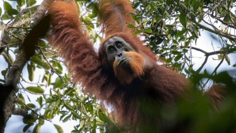 Orangután de Tapanuli en el bosque de Batang Toru, Sumatra, amenazado por la deforestación y la expansión agrícola.