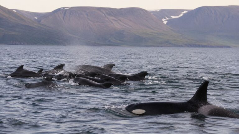 Orca nadando cerca de un grupo de calderones comunes en aguas de Islandia