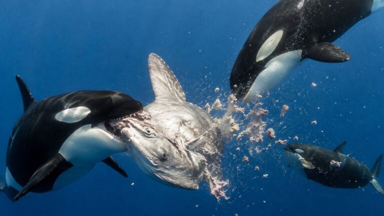 Grupo de orcas fragmenta un pez luna durante un comportamiento observado por científicos en el golfo de California.