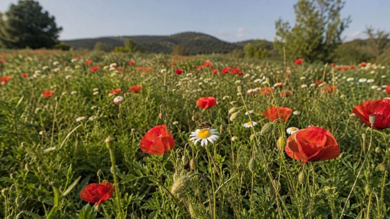 Plantas silvestres en flor con una abeja polinizando durante la temporada de floración en un ecosistema mediterráneo afectado por la sequía.