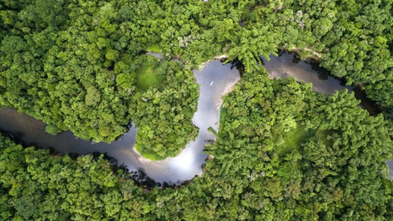 Vista aérea de la selva amazónica atravesada por un río, donde los bosques generan los llamados ríos voladores que transportan humedad y lluvia por Sudamérica.