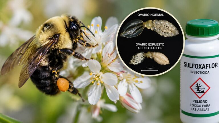 Abejorro sobre una flor junto a una representación del efecto del sulfoxaflor en sus ovarios