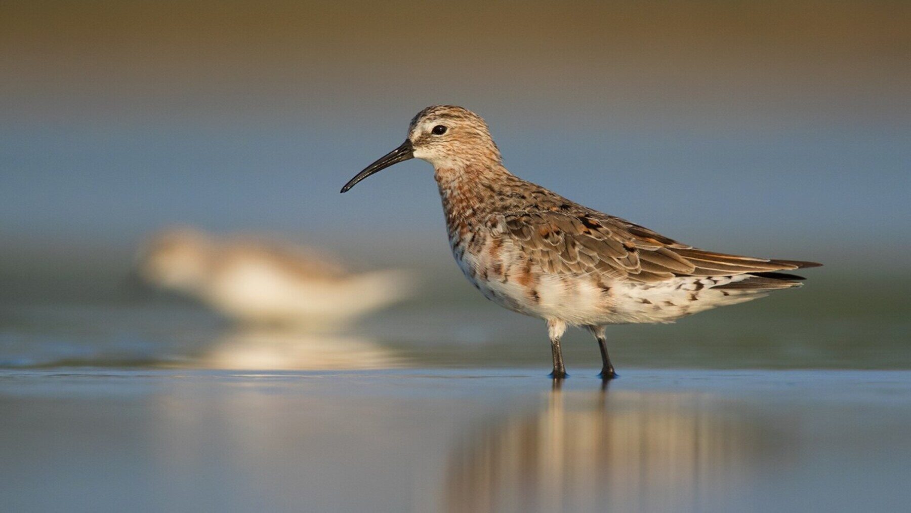 Día Mundial de las Aves Limícolas 2026 con aves playeras alimentándose en un humedal costero