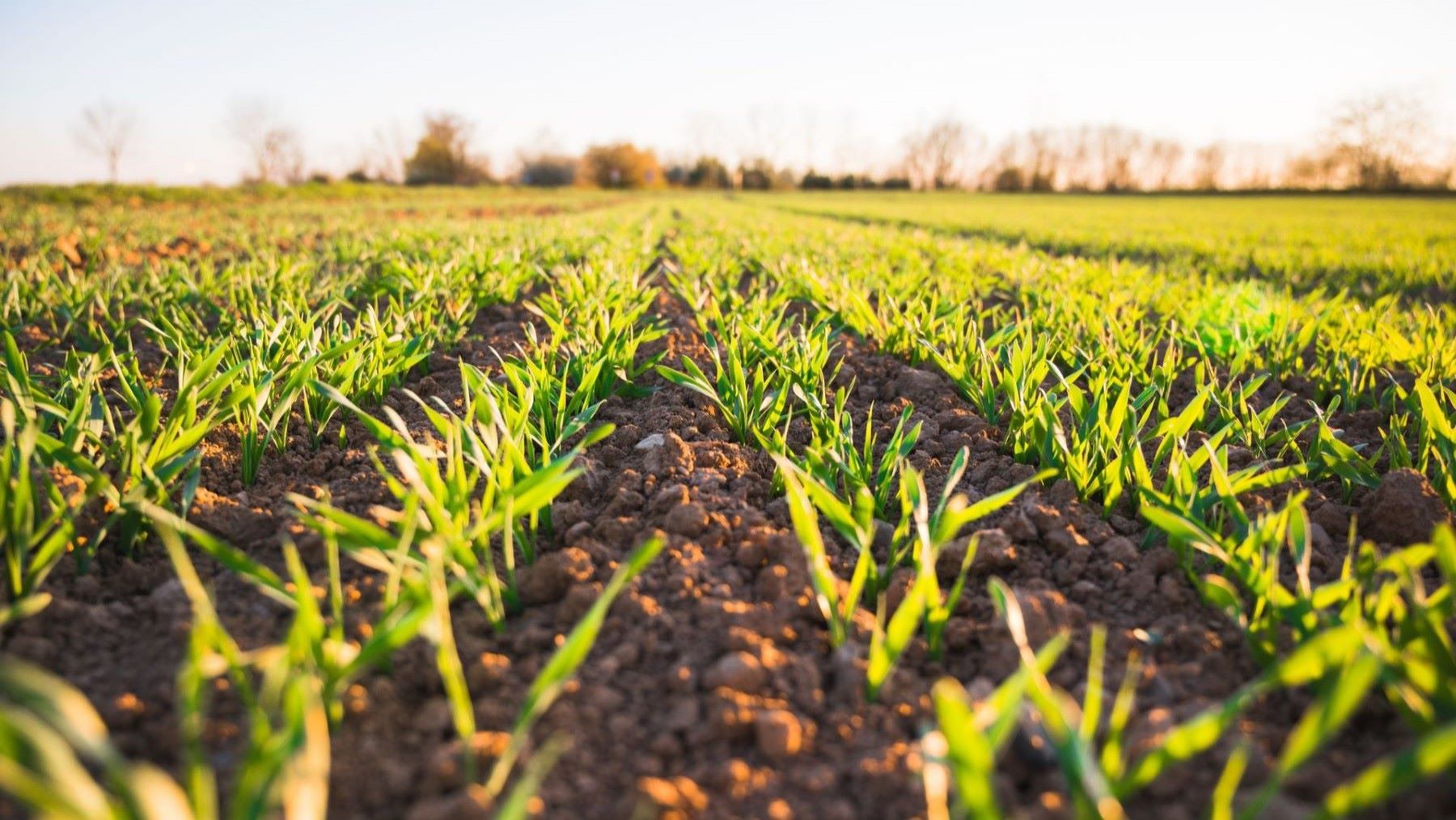 agricultura ecológica en una explotación europea vinculada a proyectos de investigación