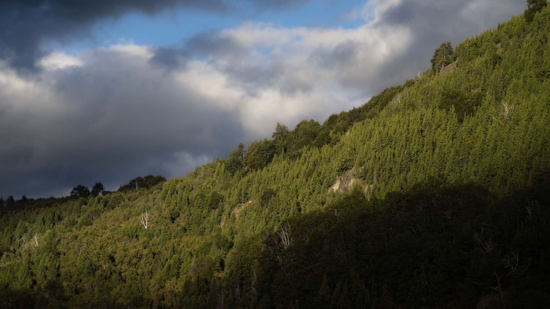 Bosque de coníferas que ilustra cómo el calor afecta al crecimiento forestal