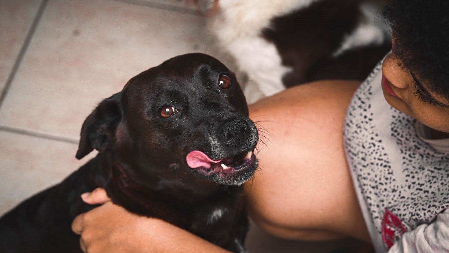 Perro atento a una voz humana durante un estudio sobre cómo los perros detectan palabras