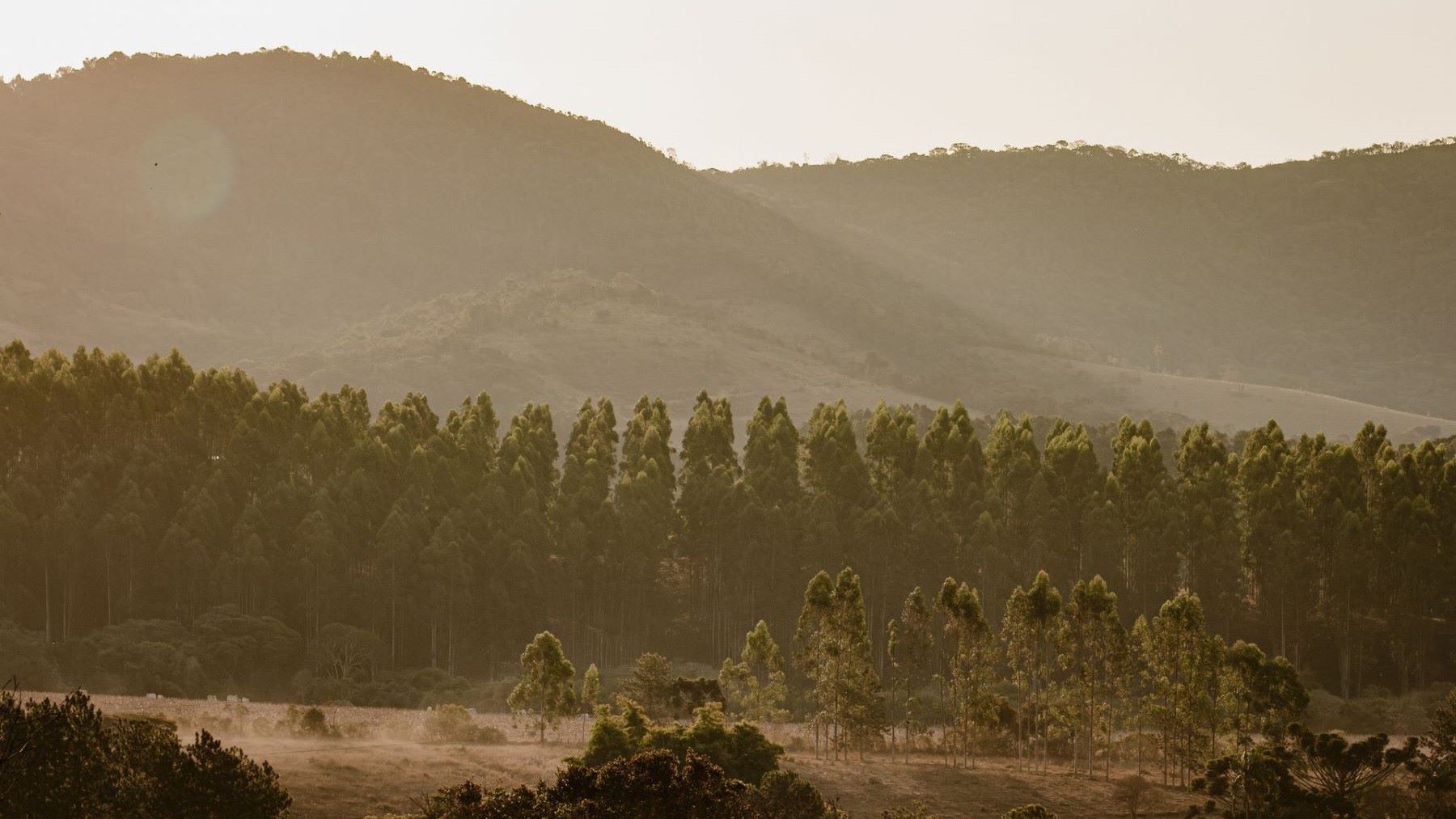 Día Mundial Contra el Monocultivo de Árboles 2026 en una plantación industrial