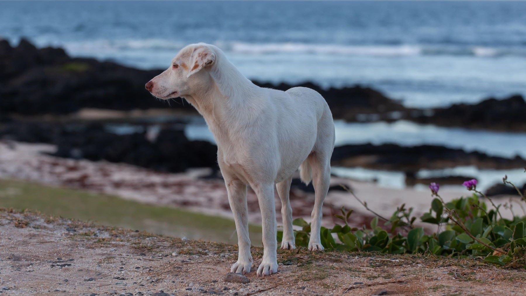 Día Mundial del Perro Adoptado 2026 con un perro esperando una familia