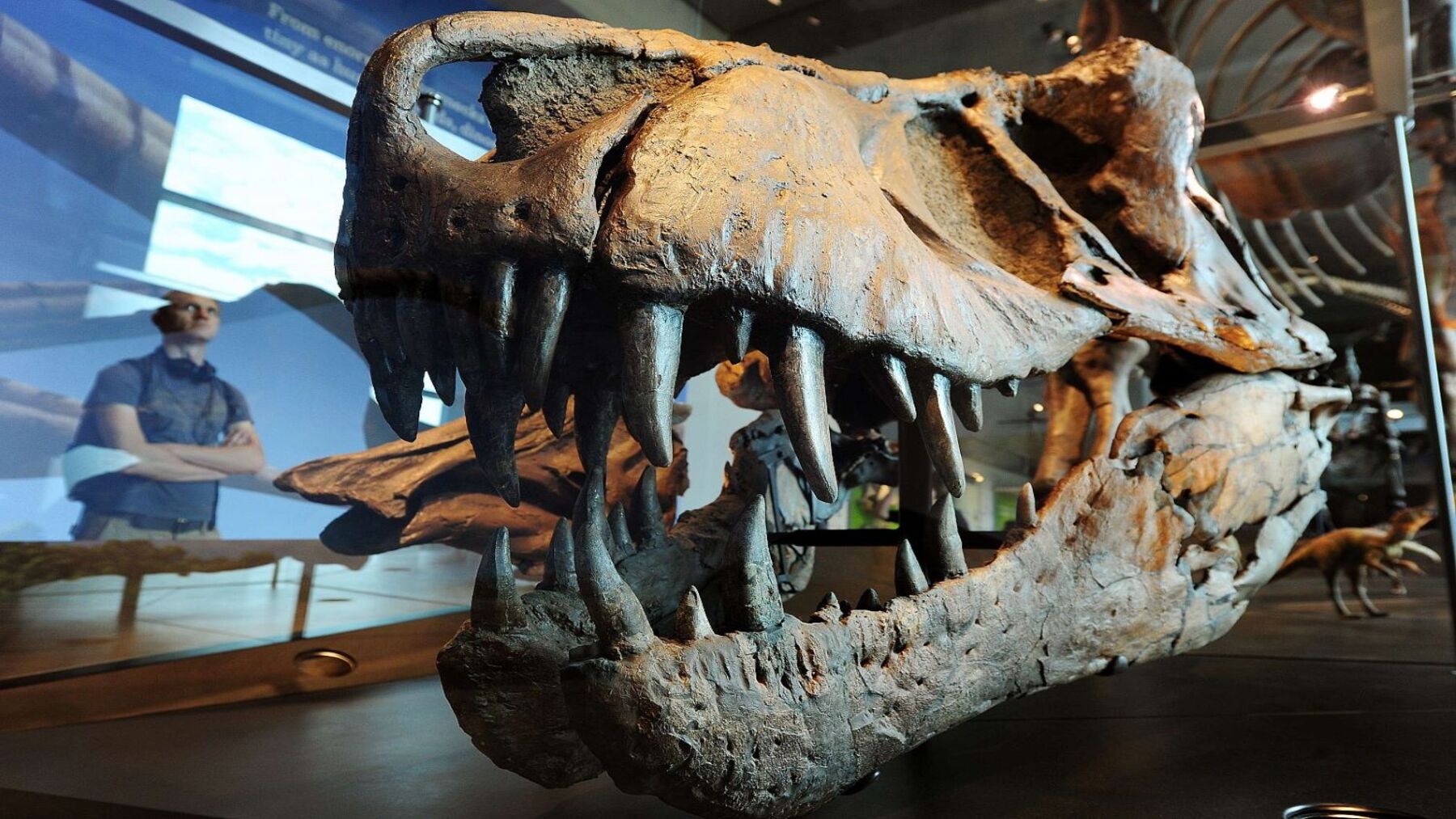 Tyrannosaurus rex de sangre caliente con una temperatura corporal estimada de 36,3 ºC