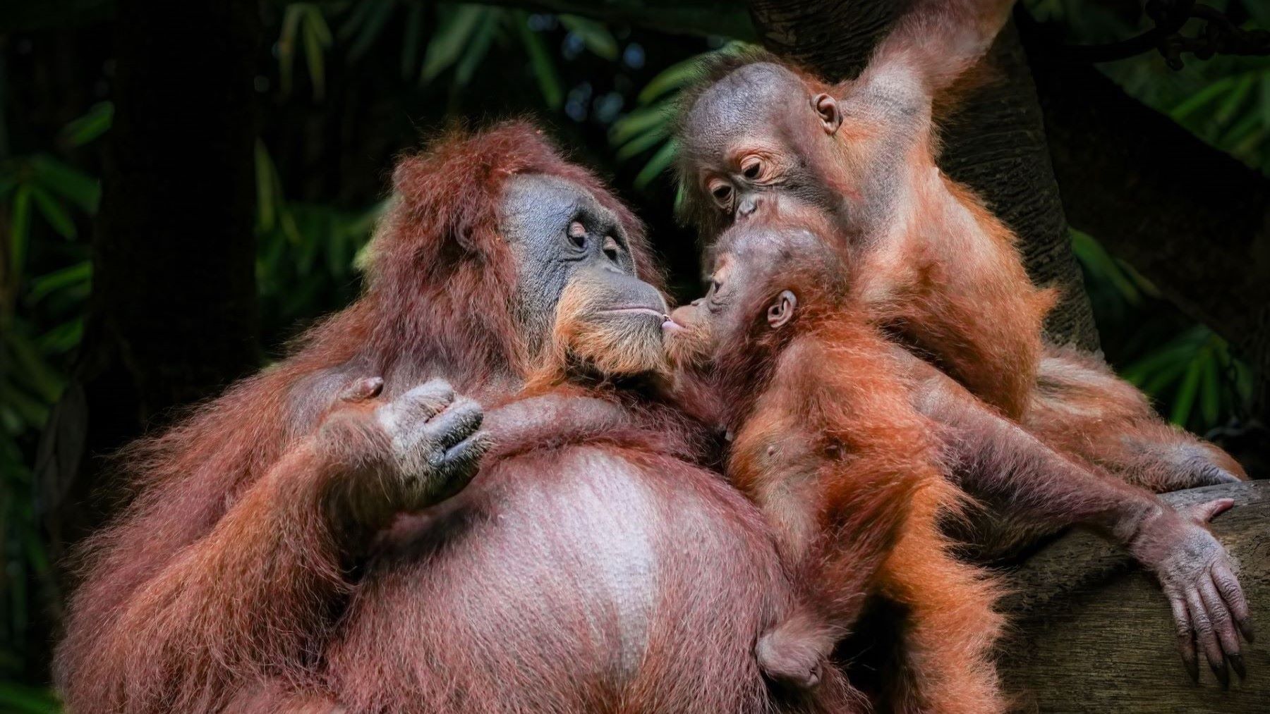 Cría observando a su madre durante el aprendizaje de los orangutanes en la selva