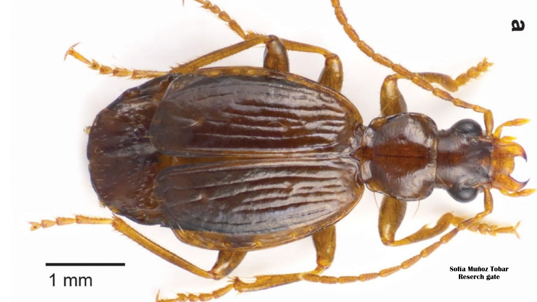 Lebia urkumanta