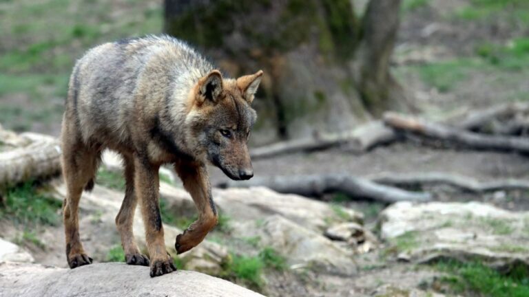 El nuevo plan permitirá abatir 67 lobos en Asturias y los ecologistas cuestionan su validez