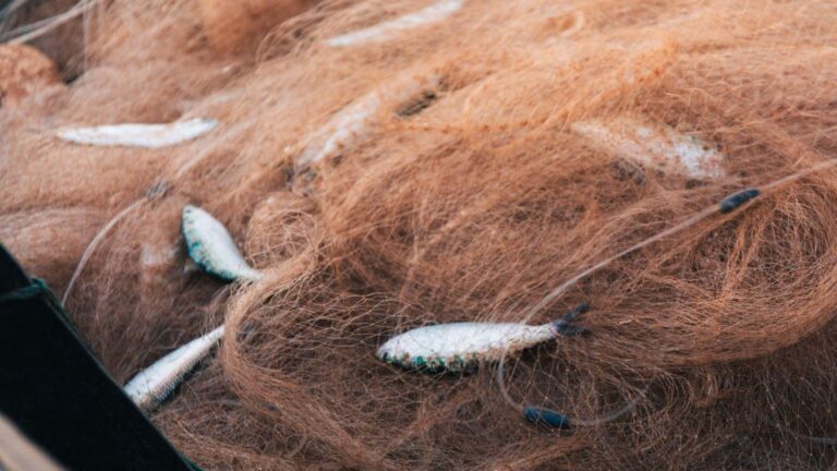 España mantiene la pesca de arrastre hasta los 1.000 metros en el Mediterráneo