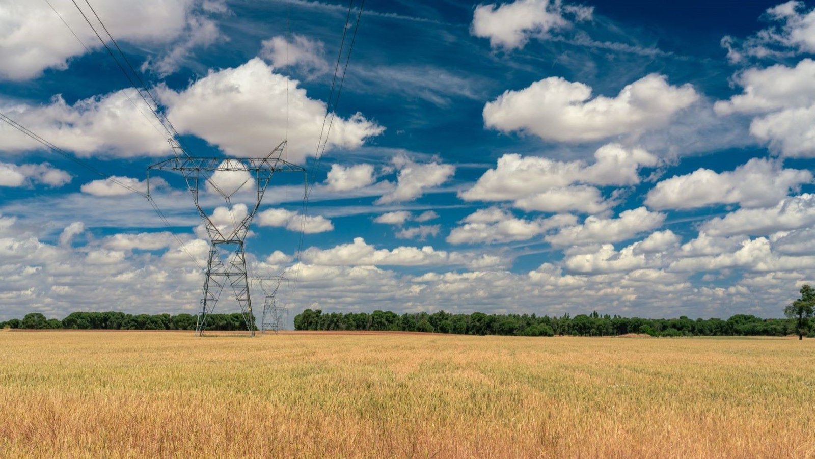 líneas eléctricas y aves